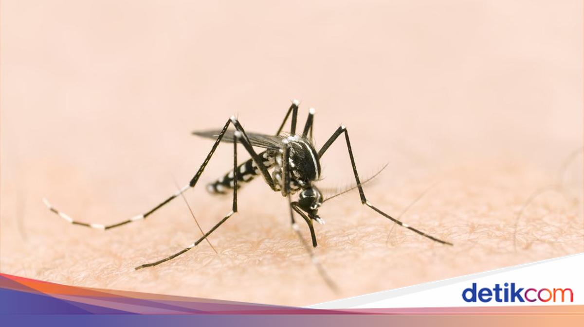 83 Kasus DBD Terjadi di Kobar, Dinkes Minta Gencarkan 3M Plus