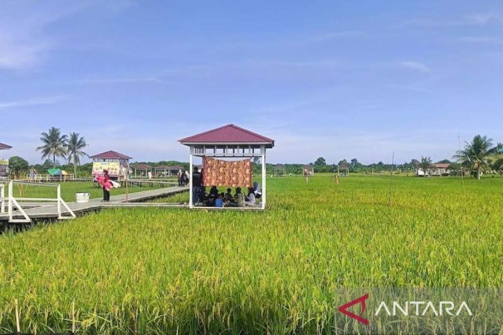 Petani di Kalimantan Timur menggunakan mesin drum seeder untuk menanam padi dengan skema rapat